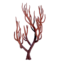 Branching Coral